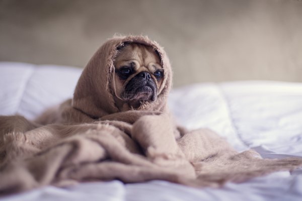 Pug curled up in blanket in bed